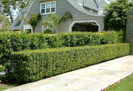 The shrub has a rounded shape, is covered in dense, aromatic and evergreen leaves. Privacy Trees And Hedges Plantingtree