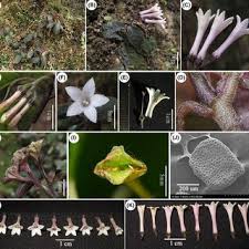 Image result for Polyceratocarpus gossweileri