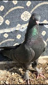Pin Pa Peristeria Pigeons