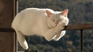 ÐšÐ°Ñ€Ñ‚Ð¸Ð½ÐºÐ¸ Ð¿Ð¾ Ð·Ð°Ð¿Ñ€Ð¾ÑÑƒ Ñ„Ð¾Ñ‚Ð¾ ÐºÐ¾Ñ‚Ð¾Ð²