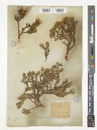 Image result for Macledium sessiliflorum