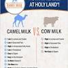 Camel milk as a potential therapy for controlling diabetes and its complications: 1