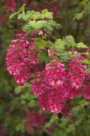 King Edward Vii Flowering Currant, Ribes sanguineum King Edward VII