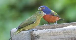Water Birds Of Central Florida Painted Bunting Guide To Central Florida Birds Interesting And Cute Backyard Birds Bird Identification Florida Birding