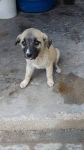 yuva ariyor yer konya ucretsiz kedi kopek sahiplendirme facebook