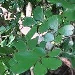 Image result for Haplocoelum