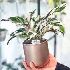 Image result for calathea
