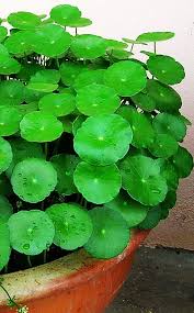 Centella Asiatica Commonly Known As Centella And Gotu Kola Is A Small Herbaceous Annual Plant And Is Native To Wetlands In Asia It Is U Piante Natura Fiori