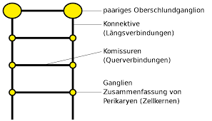 Neben dem sympathikus und dem parasympathikus ist es der dritte bestandteil des nervensystems. Strickleiternervensystem Wikipedia