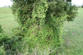 Image result for Cardiospermum grandiflorum