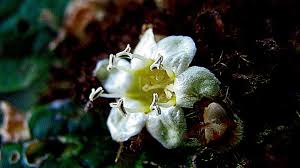 Image result for Cordia mukuensis