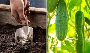 How to plant cucumber seeds at home. When To Sow Cucumber Seeds Express Co Uk