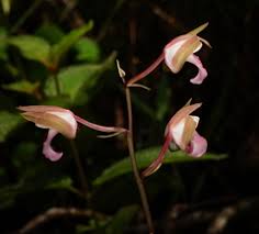 Image result for Eulophia tuberculata