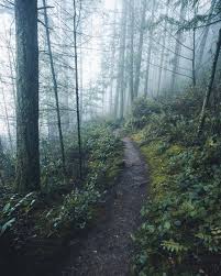 Misty Woods Forest Scenery Nature Photography Beautiful Photography Nature