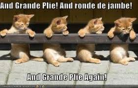 Pin By Kittyprettygifts On Meow Abyssinian Cats Cats Cute Animals