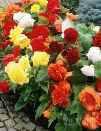 Amazon Com Mixed Double Begonias Value Bag Garden Outdoor Begonia Outdoor Gardens Planting Flowers