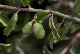 Image result for Ximenia americana