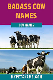 Badass Cow Names In 2020 Cow Names Cow Pet Names