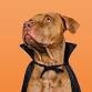 Bark-tober