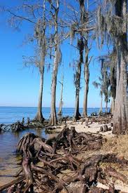 Fontainebleau State Park Mandeville Louisiana Lake Pontchartrain State Parks Louisiana Travel Lake Pontchartrain