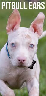 Eyes not matched in color. Pitbull Ears From Hearing To The Controversy Of Cropping