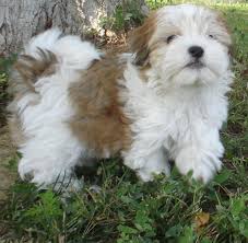 Schnautzerul pitic este ideal pentru viata in apartament. Caini Potriviti Pentru Copii Top Ten Madalina Ciucu