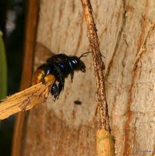 Black And Orange Bug That Looks Like A Wasp Orchid Bee Eufriesea Venusta Euglossini Collecting Bark Bee Beetle Insect Tiny