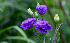 Blue flowers flower shape planting flowers flowers blue cups flower stands indoor flowering plants blue bell flowers pretty flowers. Download Wallpapers Purple Eustoma Beautiful Violet Flowers Background With Eustoma Lisianthus Prairie Gentian For Desktop Free Pictures For Desktop Free