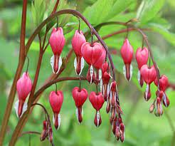 All About Shade Trees Dry Shade Plants Shade Flowers Shade Trees