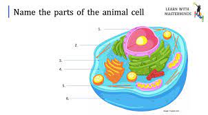 This set of animal cell printables is awesome! Learn With Masterminds Ltd Name The Parts Of The Animal Cell In The Comment Below Let S See Who Gets It Right Gcse2021 Gcsescience Gcse Gcserevision Facebook