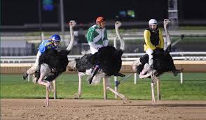 The robotics instructor position at the museum of natural science is excellent. Camel Ostrich Races At Sam Houston Race Park 365 Things To Do In Houston
