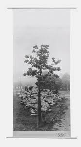 7000 eichen (7000 oaks) a performance by joseph beuys at documenta 7, kassel, germany, 1982. Joseph Beuys Flag 7000 Eichen 7000 Eichen Erste Eiche Vor Basaltsteinen Auf Friedrichsplatz 1985 Marianne Boesky Gallery