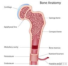 Long bones grow more than the other classes of bone throughout childhood and so are responsible for the bulk of our height as adults. What Is A Bone Marrow Stem Cell With Pictures Physiology Anatomy Anatomy Bones