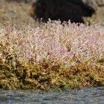 Image result for Tristicha