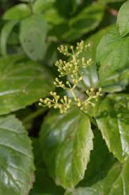 Image result for Cyphostemma barbosae