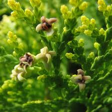 Image result for Platycladus