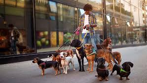 The cost of a pet walker depends on your source, but for the bare minimum you should expect to pay a walker about $15 or $20 for simply a walk. How Much Does A Dog Walker Cost Everything You Need To Know