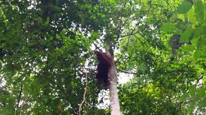 The village of bukit lawang is in the park 90 km northwest of medan. Wild Orangutan Climbing Down Tree In Gunung Leuser National Park Near Bukit Lawang Indonesia Youtube