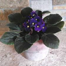 We did not find results for: African Violets Tips For This Popular Indoor Flowering Plant