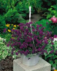 Image result for foto verbena