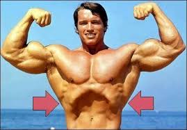 The other attachment of these muscles is usually considered to be either superior or inferior to the rib attachment. Flared Ribs Is A Postural Issue Where The Lower Portion Of Your Rib Cage P Schwarzenegger Bodybuilding Arnold Schwarzenegger Bodybuilding Bodybuilding Pictures