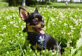 Famous dog names get plenty of attention too, and with good reason. A Master List Of 300 Of The Best Dog Names From Movies K9 Web