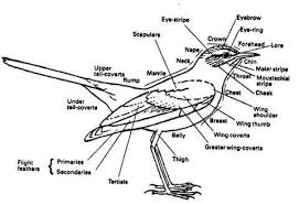 Black And White Striped Lizard Arizona Bird Parts Photos Photographs Of Desert Life And The Birds Bugs Insects Snakes Javelina And Lizards On The Arizona Desert And Lizard Javelina Desert Life