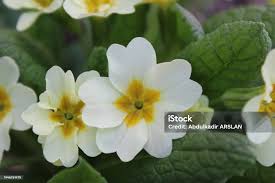 Image result for Primulaceae