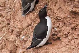 Auf der kleinen, einsam in der nordsee gelegenen insel befindet sich der einzige seevogelbrutfelsen deutschlands. Tordalk Vogel In Der Freien Natur Aufgespurt