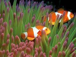  Gambar Ikan Nemo Wallpaper Bergerak Ikan Badut Ikan Gambar