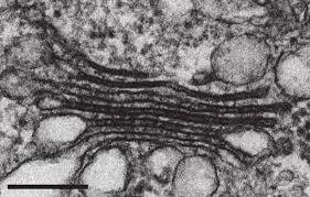 The organization of eukaryotic flagella and cilia and the organization of the mitotic and meiotic spindle apparatus, which separate the chromosomes during cell division. Electron Micrograph Of A Golgi Stack From The Model Plant Arabidopsis Download Scientific Diagram