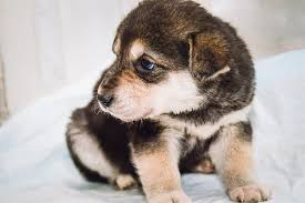 Do puppies eyes change color. Is It Normal For Puppies To Have Blue Eyes 8 Quick Facts Family Life Share