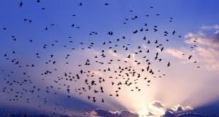 صور عن هجرة الطيور في سرب طيور مهاجرة روعة ميكساتك Bird Migration Beautiful Flowers Wallpapers Nature