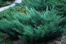 Image result for Juniperus